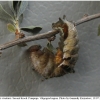 nep rivularis praepupa volg21